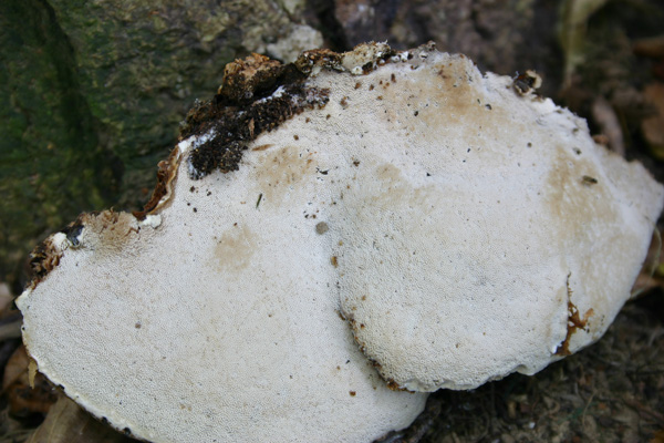 Perenniporia fraxinea (Bull)Ryvarden